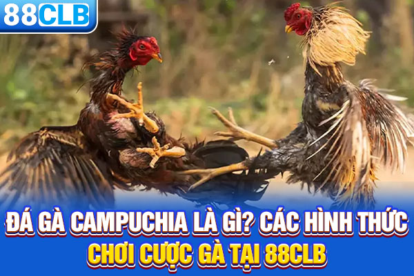 Đá Gà Campuchia Là Gì? Các Hình Thức Chơi Cược Gà Tại 88CLB
