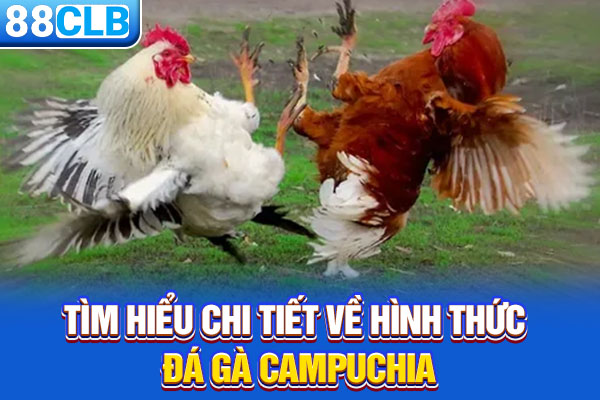 Tìm hiểu chi tiết về hình thức Đá gà Campuchia
