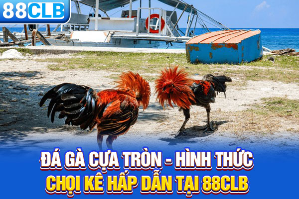 Đá Gà Cựa Tròn - Hình Thức Chọi Kê Hấp Dẫn Tại 88CLB
